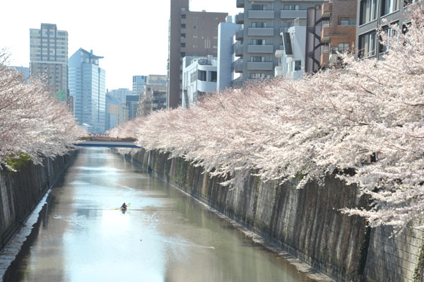 sakura050 2012.4.8 �ڍ���̂�����(06)