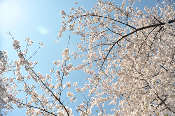 sakura051 2012.4.8 �ڍ���̂�����(07)