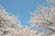 sakura052