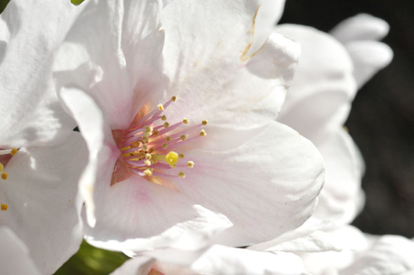 sakura054 2012.4.8 �ڍ���̂�����(10)