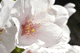 sakura054