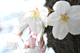 sakura055