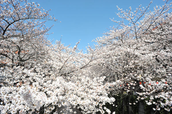 sakura056 2012.4.8 �ڍ���̂�����(12)