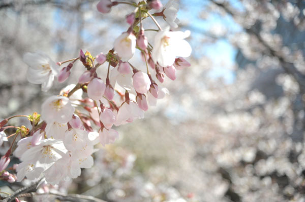 sakura057 2012.4.8 �ڍ���̂�����(13)