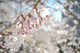 sakura057