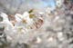sakura058