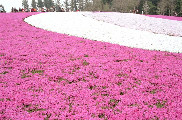 sbskr001 �ō��i�P�j