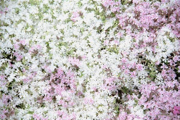 sbskr003�@ �ō��i�R�j