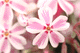 sbskr004