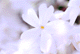 sbskr006