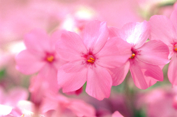 sbskr007 �ō��i�V�j