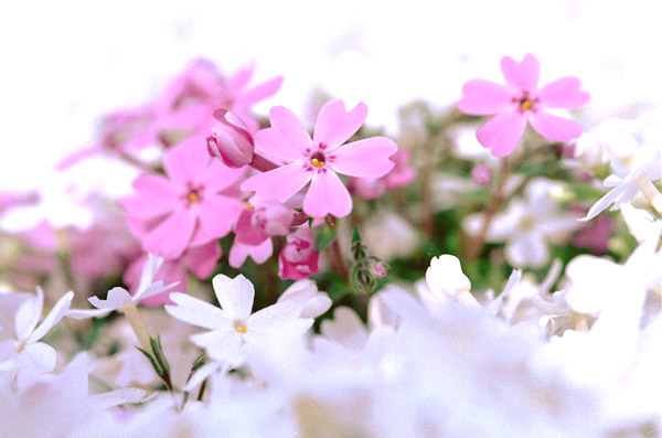 sbskr008 �ō��i�W�j