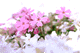 sbskr008