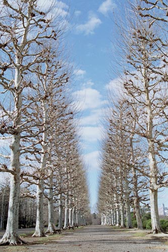 sinjyuku002�@�v���^�i�X����