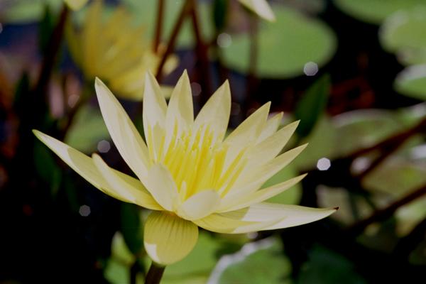 suiren001 ���@