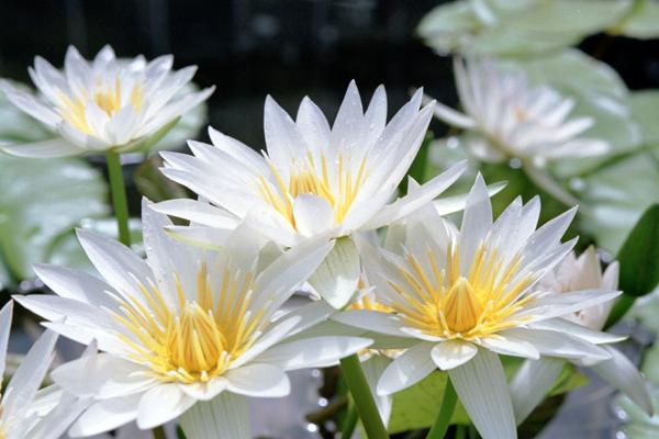 suiren002 ���@