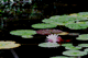 suiren003