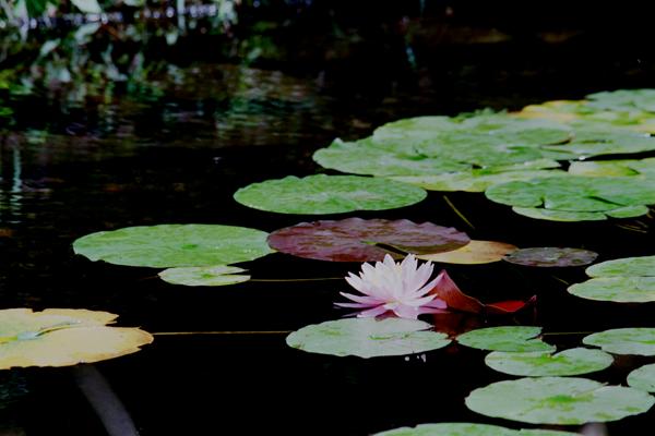 suiren003 ���@