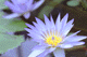 suiren005