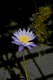 suiren010