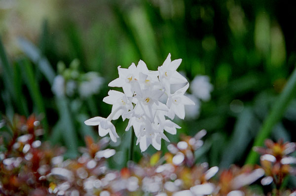 suisen001�@�X�C�Z���i�P�j