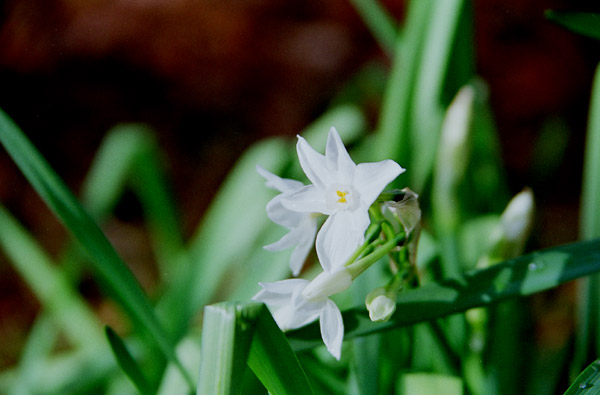 suisen002.jpg �X�C�Z���i�Q�j