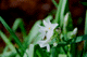 suisen002
