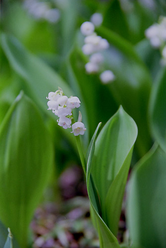 suzuran001.jpg  �X�Y����