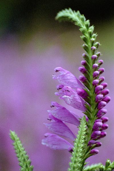 toranoo.jpg �n�i�g���m�I