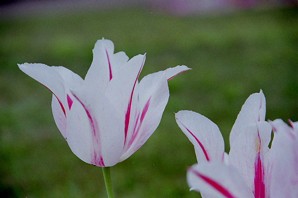 tulip001.jpg   �`���[���b�v