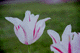 tulip001