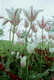 tulip002