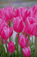 tulip003