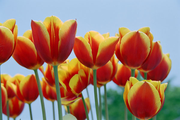 tulip004.jpg