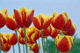 tulip004