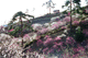 ume001