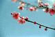 ume002
