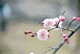 ume003