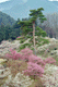 ume004