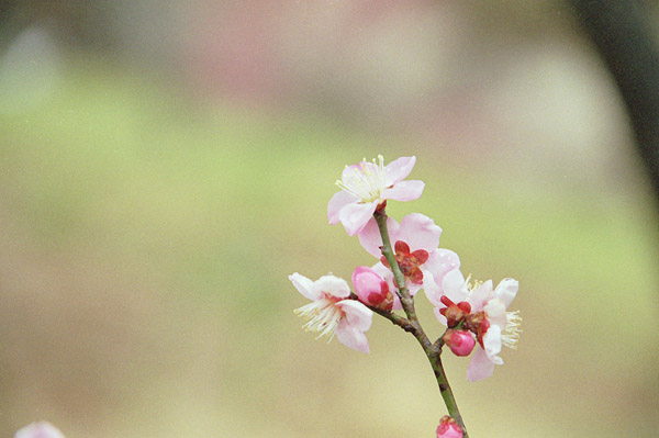 ume005