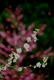 ume006