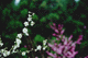 ume007