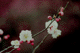 ume008
