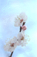 ume010