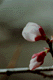 ume011