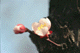 ume012