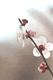 ume013