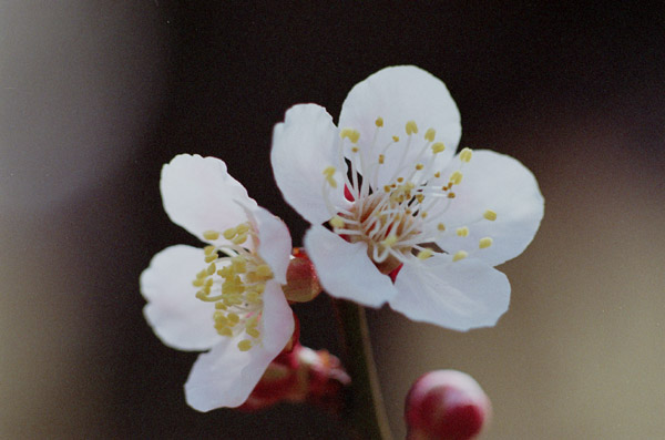 ume014