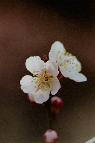 ume015