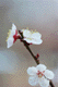ume016